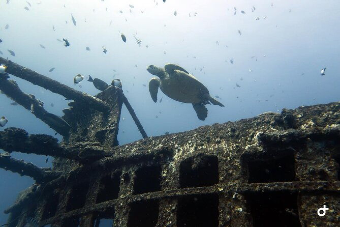 small-group-deep-dive-in-oahu-with-shipwreck-and-reef