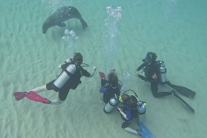 small-group-discover-scuba-diving-from-electric-beach-with-photos