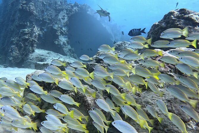 small-group-discover-scuba-diving-from-electric-beach-with-photos
