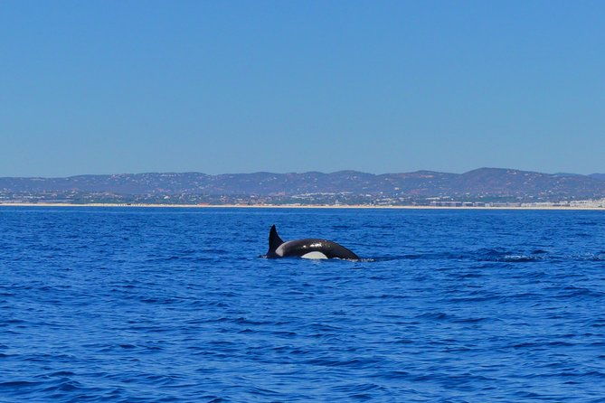small-group-dolphin-and-wildlife-watching-tour-in-faro
