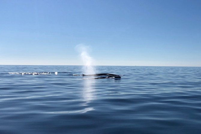 small-group-dolphin-and-wildlife-watching-tour-in-faro