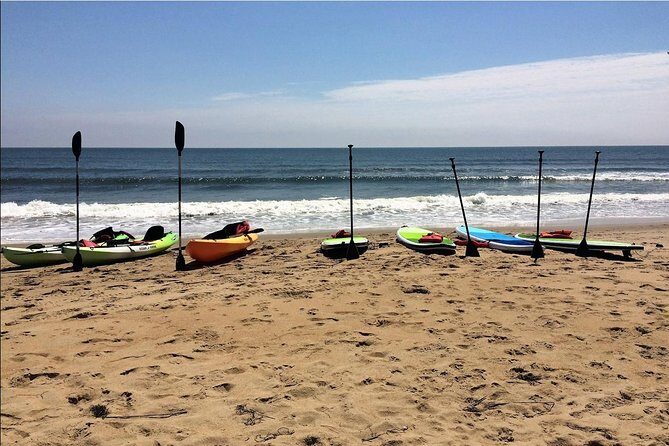 Small Group Dolphin Kayak Eco-Tour - What to Expect from the Virginia Beach Dolphin Kayak Eco-Tour