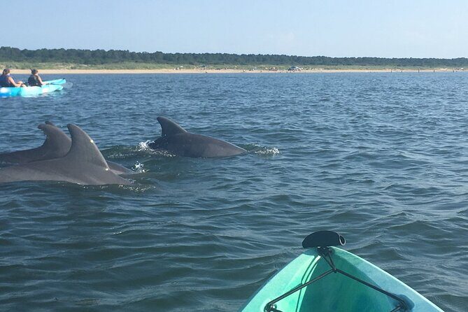 Small Group Dolphin Kayak Eco-Tour - The Experience: A Closer Look