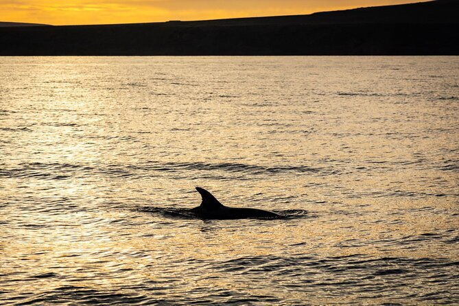 small-group-dolphin-sunset-tour-on-electric-catamaran-lanzarote