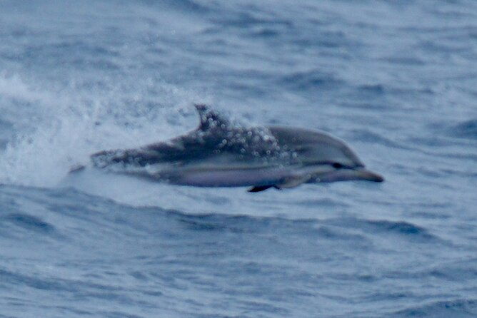 small-group-dolphin-sunset-tour-on-electric-sailing-boat-denia