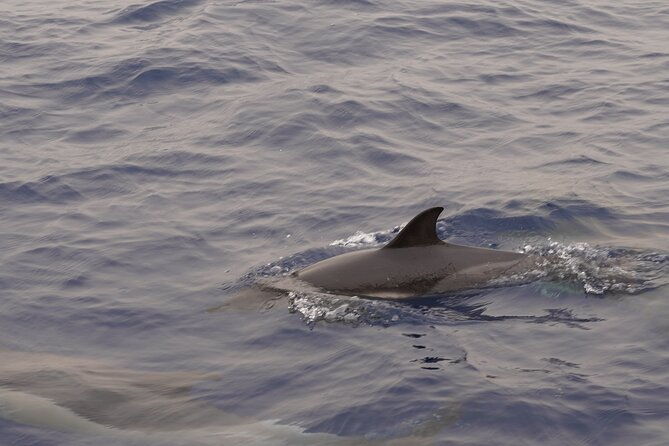 small-group-dolphin-sunset-tour-on-electric-sailing-boat-denia