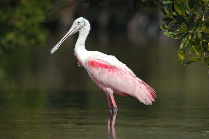 Small-Group Everglades Boating Kayaking and Walking Eco Tour - Meeting Point and Starting the Adventure