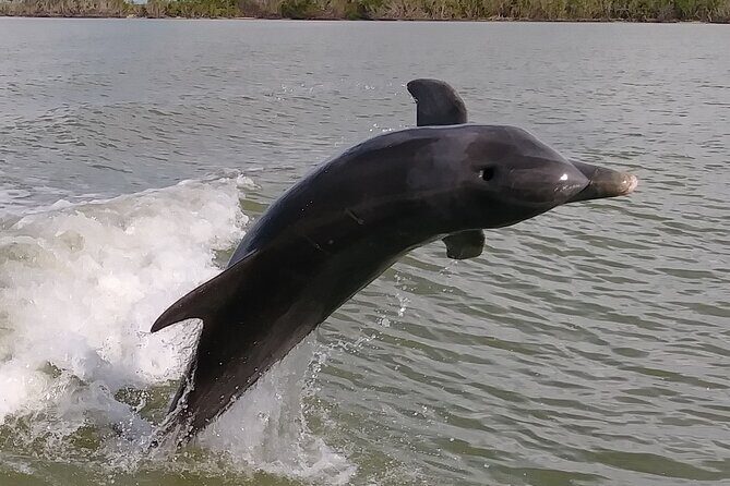 Small-Group Everglades Boating Kayaking and Walking Eco Tour - Practical Aspects: What’s Included and What to Know