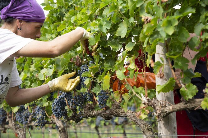 small-group-exclusive-winery-and-wine-tasting-tour-in-frascati