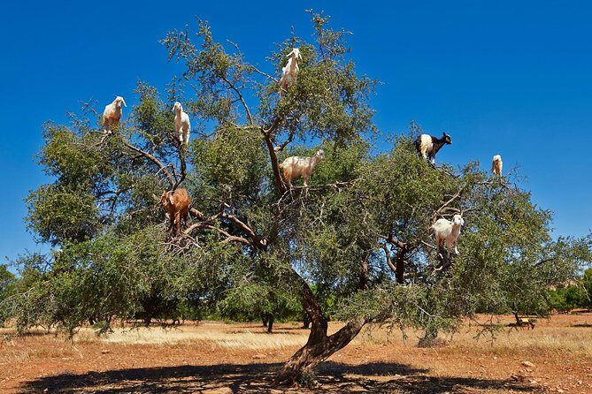 small group excursions to Essaouira from marrakech - FAQs