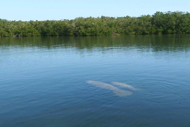 Small Group Florida Keys Eco Tour by Boat - Why Youll Love the Florida Keys Eco Tour