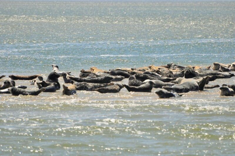 small-group-full-day-island-tour-to-texel-from-amsterdam