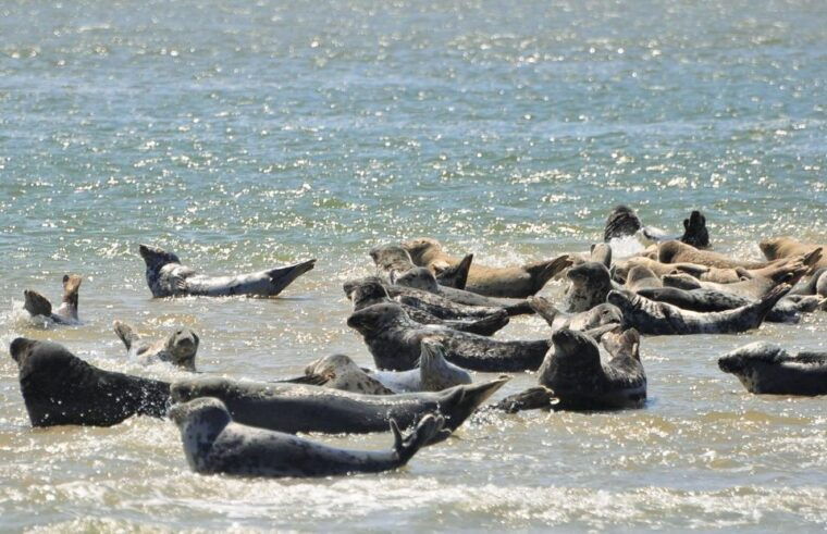 small-group-full-day-island-tour-to-texel-from-amsterdam