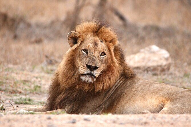 Small-Group Full-Day Safari Tour in Kruger National Park - Exploring Kruger in a Day: What You Can Expect