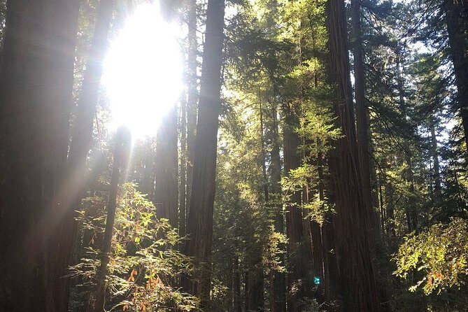 Small-Group Giant Redwoods and Russian River Wine Country Trip - Who Should Book This Tour?