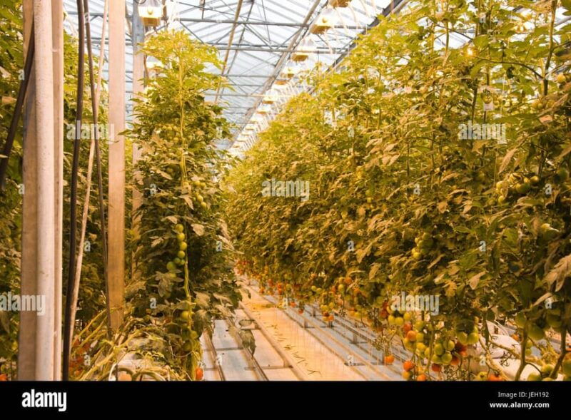 small-group-golden-circle-tour-w-kerid-tomato-farm-visit