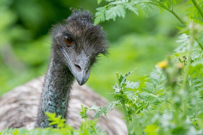 Small-Group Grampians Great Wildlife Escape Day Trip with Hiking - Is This Tour Worth It?