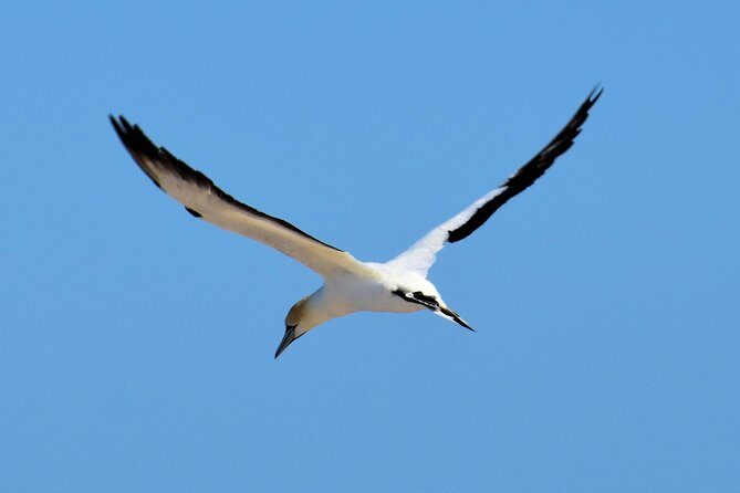 Small group guided sea kayaking in Akaroa marine reserve - Key Points  