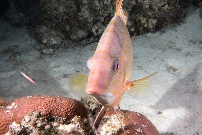 small-group-guided-shore-dives-in-st-andrews-state-park-florida
