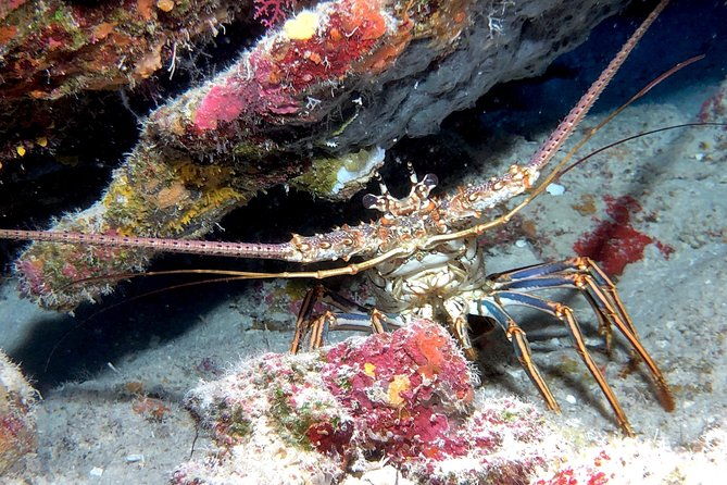 small-group-guided-shore-dives-in-st-andrews-state-park-florida