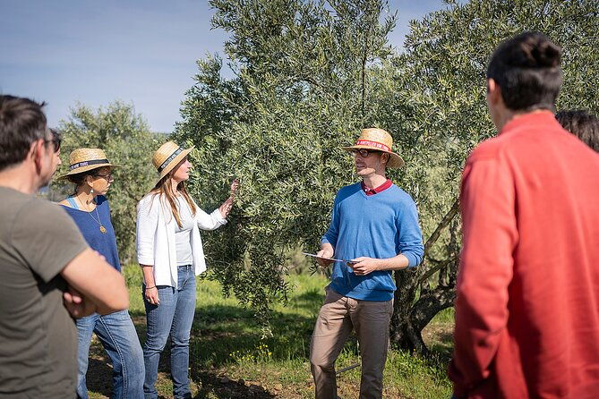 small-group-half-day-languedoc-wine-and-olive-tour-from-montpellier