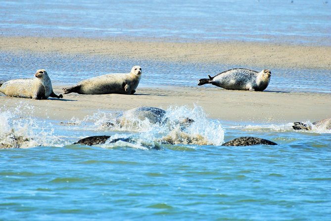 small-group-half-day-seal-safari-at-unesco-site-waddensea-from-amsterdam