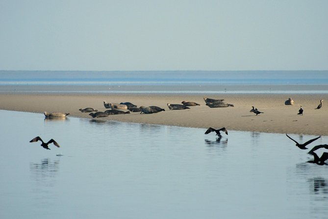 small-group-half-day-seal-safari-at-unesco-site-waddensea-from-amsterdam