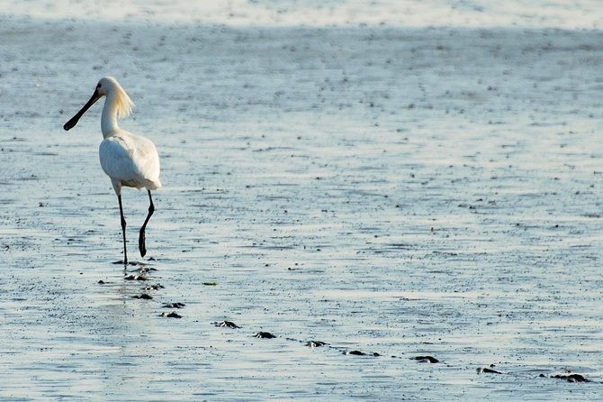 small-group-half-day-seal-safari-at-unesco-site-waddensea-from-amsterdam