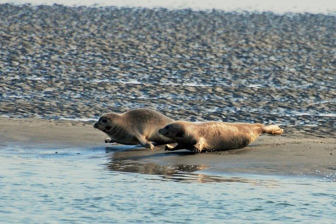 small-group-half-day-seal-safari-at-unesco-site-waddensea-from-amsterdam