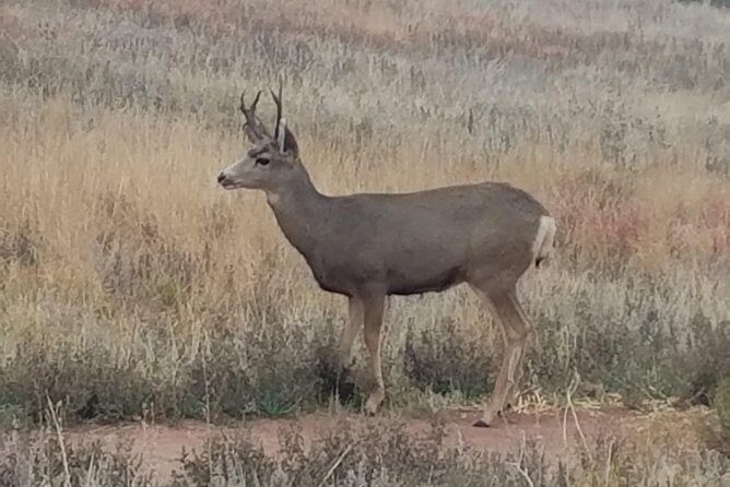 Small-Group Half-Day Tour Foothills of the Rockies from Denver - Authentic Insights from Reviewers