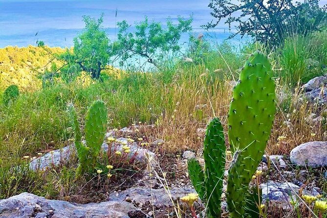 small-group-half-day-tour-of-polignano-a-mare-and-monopoli