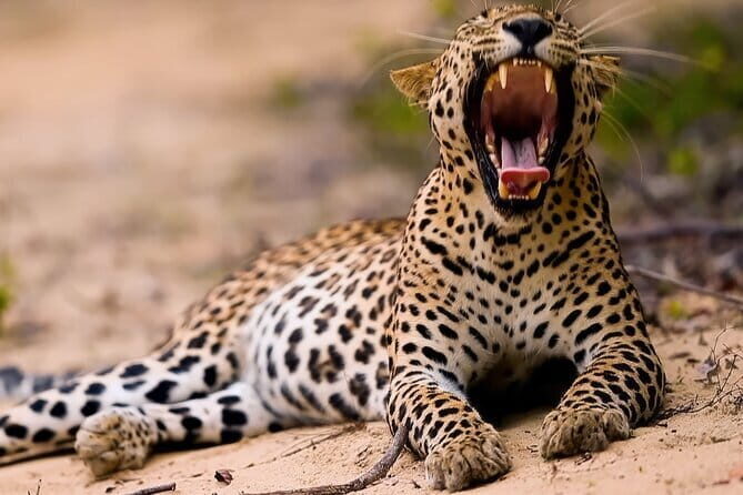 Small Group Hambantota City Tour - FAQ