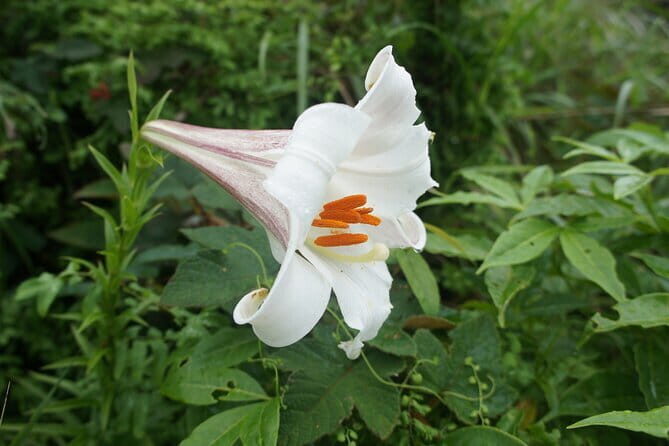 Small Group Hike to Ma On Shan Highland - Introduction to a Scenic Adventure Beyond the City