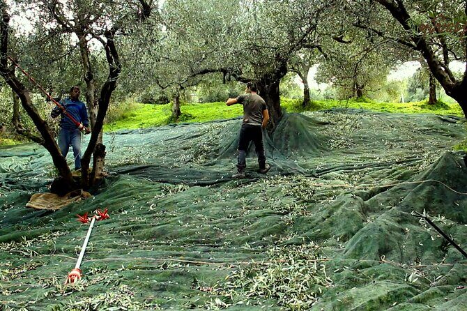 Small-Group Honey & Extra Virgin Olive Oil Tasting Tour in Crete - What to Expect from the Tour