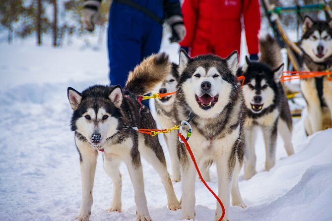 small-group-husky-mushing-experience-in-rovaniemi