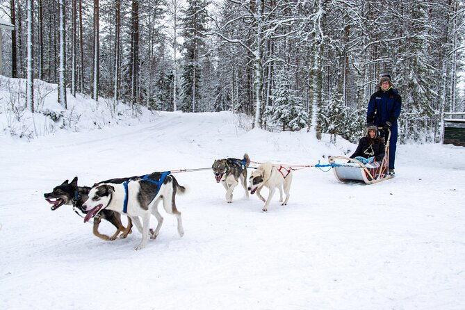 small-group-husky-mushing-experience-in-rovaniemi