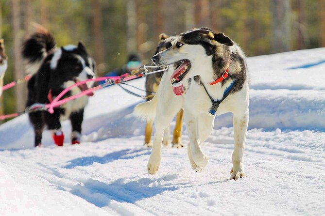 small-group-husky-mushing-experience-in-rovaniemi