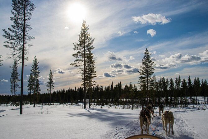 small-group-husky-mushing-experience-in-rovaniemi