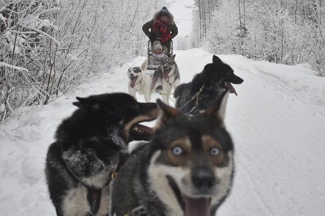 small-group-husky-mushing-experience-in-rovaniemi