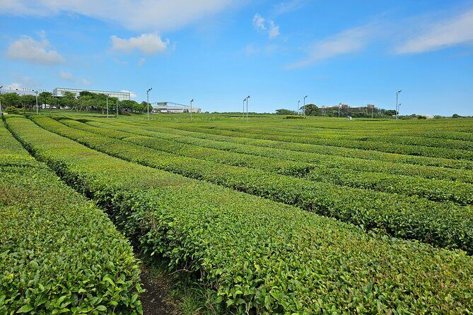 Small group Jeju private Full-Day Tour of East and South and West - What Sets This Tour Apart