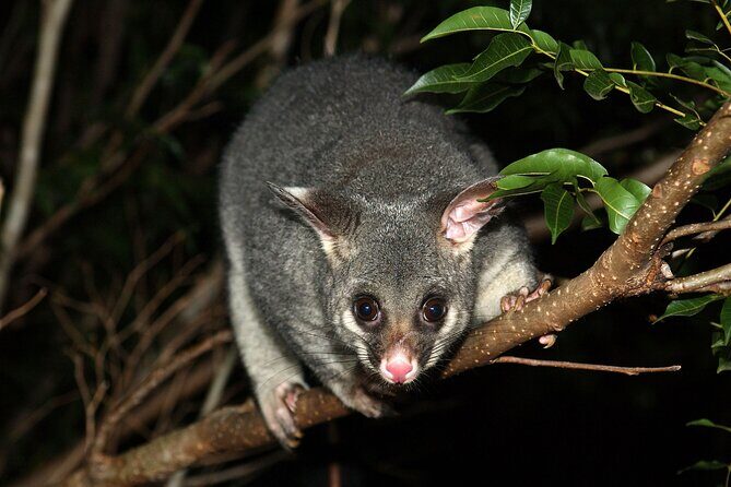Small Group Kangaroo Island Evening and Night Tour - The Experience in Detail