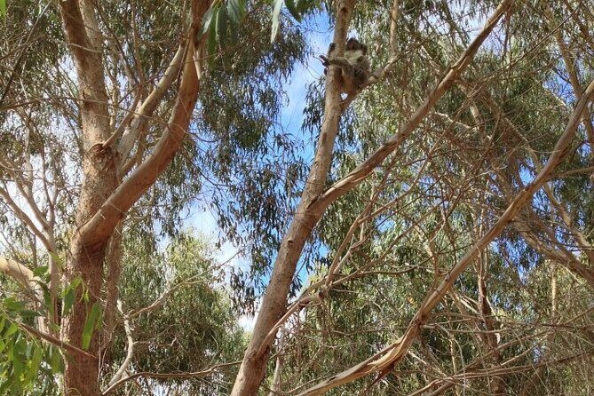 Small Group Kangaroo Island Tour - Best of KI in 2 Days - Final Thoughts: Who Will Love This Tour?