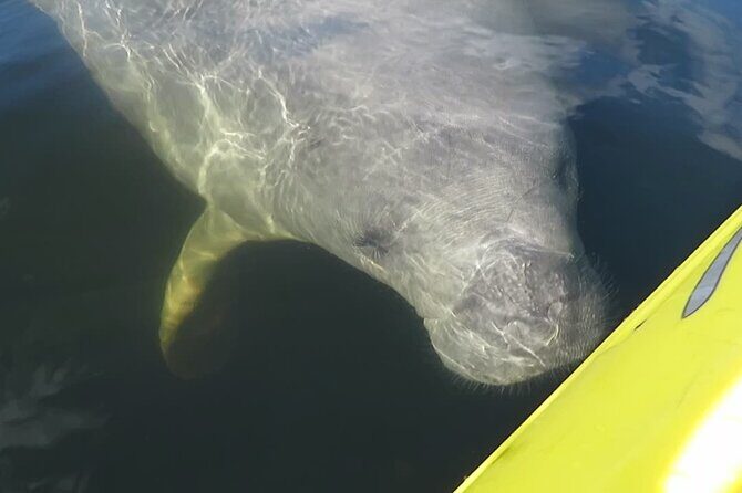 Small Group Manatee Discovery Kayak Tour near Orlando - Small Group Manatee Discovery Kayak Tour near Orlando