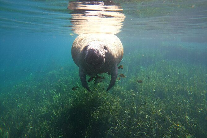 Small Group Manatee Snorkel Tour with In-Water Guide and Photographer - Who Should Consider This Tour?