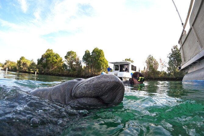 small-group-manatee-swim-tour-with-in-water-guide
