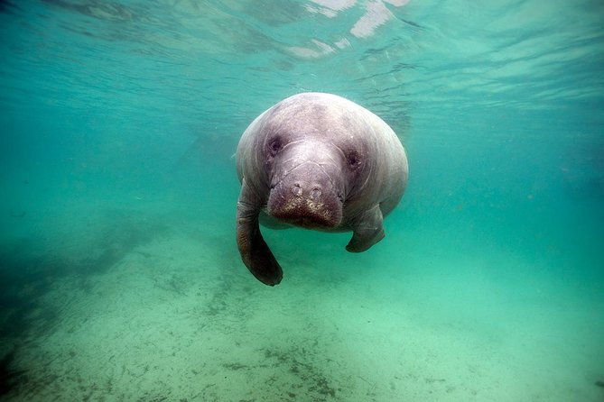 small-group-manatee-tour-with-in-water-divemaster-photographer