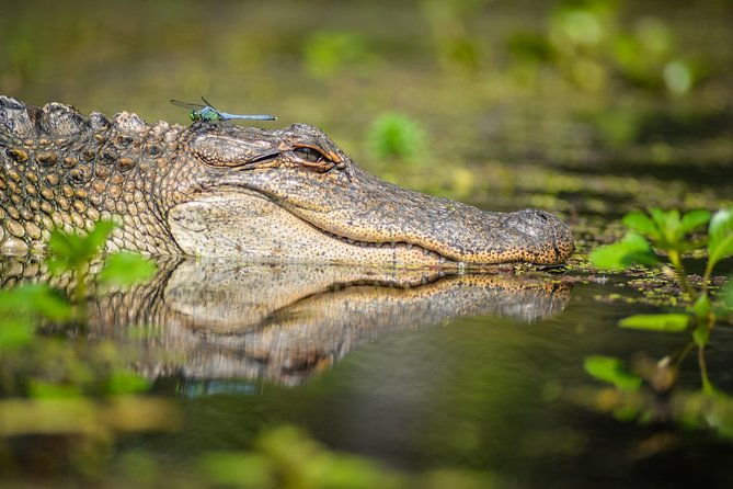 small-group-manchac-swamp-kayak-tour-with-local-guide
