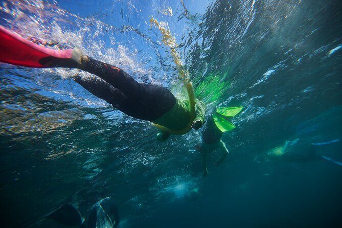 Small Group Manly Snorkel Tour and Nature Walk with Local Guide - A Closer Look at the Experience  