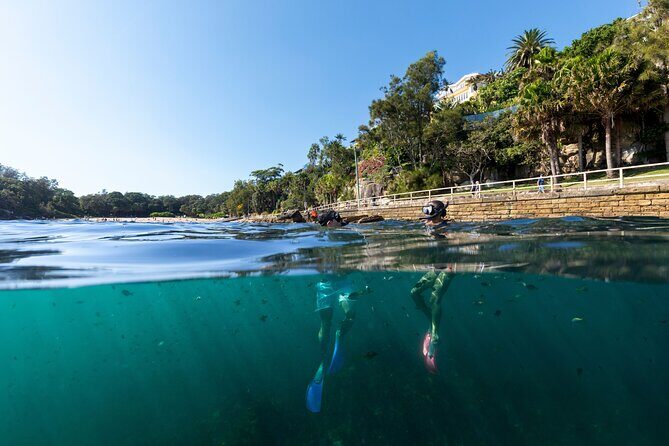 Small Group Manly Snorkel Tour and Nature Walk with Local Guide - What Travelers Love About This Tour  