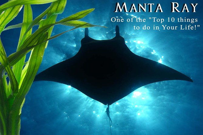 small-group-manta-ray-moonlight-snorkel-from-kona